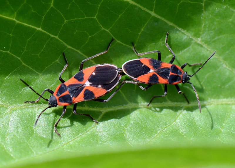 Lygaeidae: Tropidothorax leucopterus dell''Abruzzo